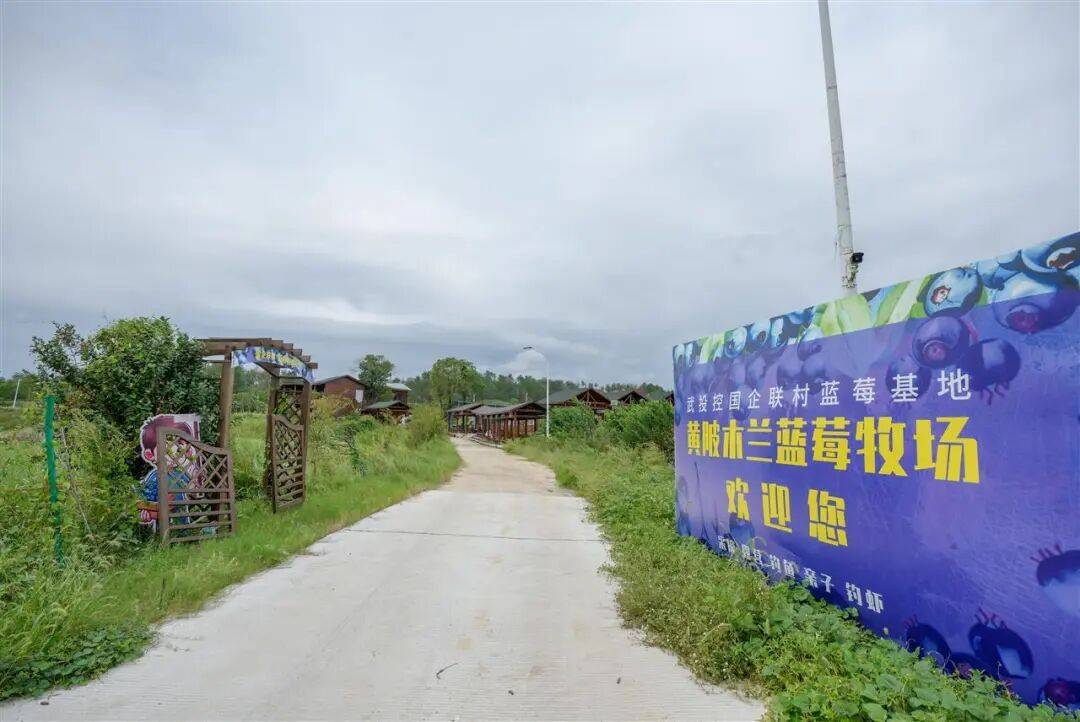 国企联村·强村富民｜一颗蓝莓激活乡村振兴<strong></p>
<p>2011年比特币价格</strong>，书写荒坡变宝地新篇