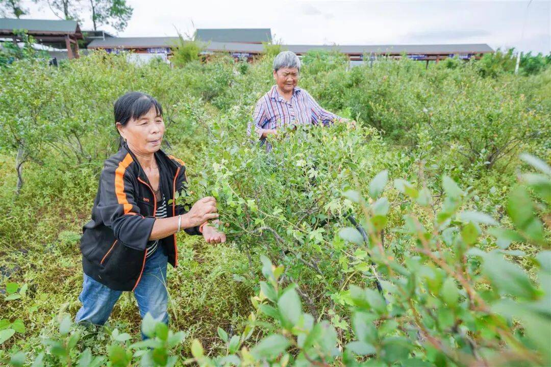 国企联村·强村富民｜一颗蓝莓激活乡村振兴<strong></p>
<p>2011年比特币价格</strong>，书写荒坡变宝地新篇