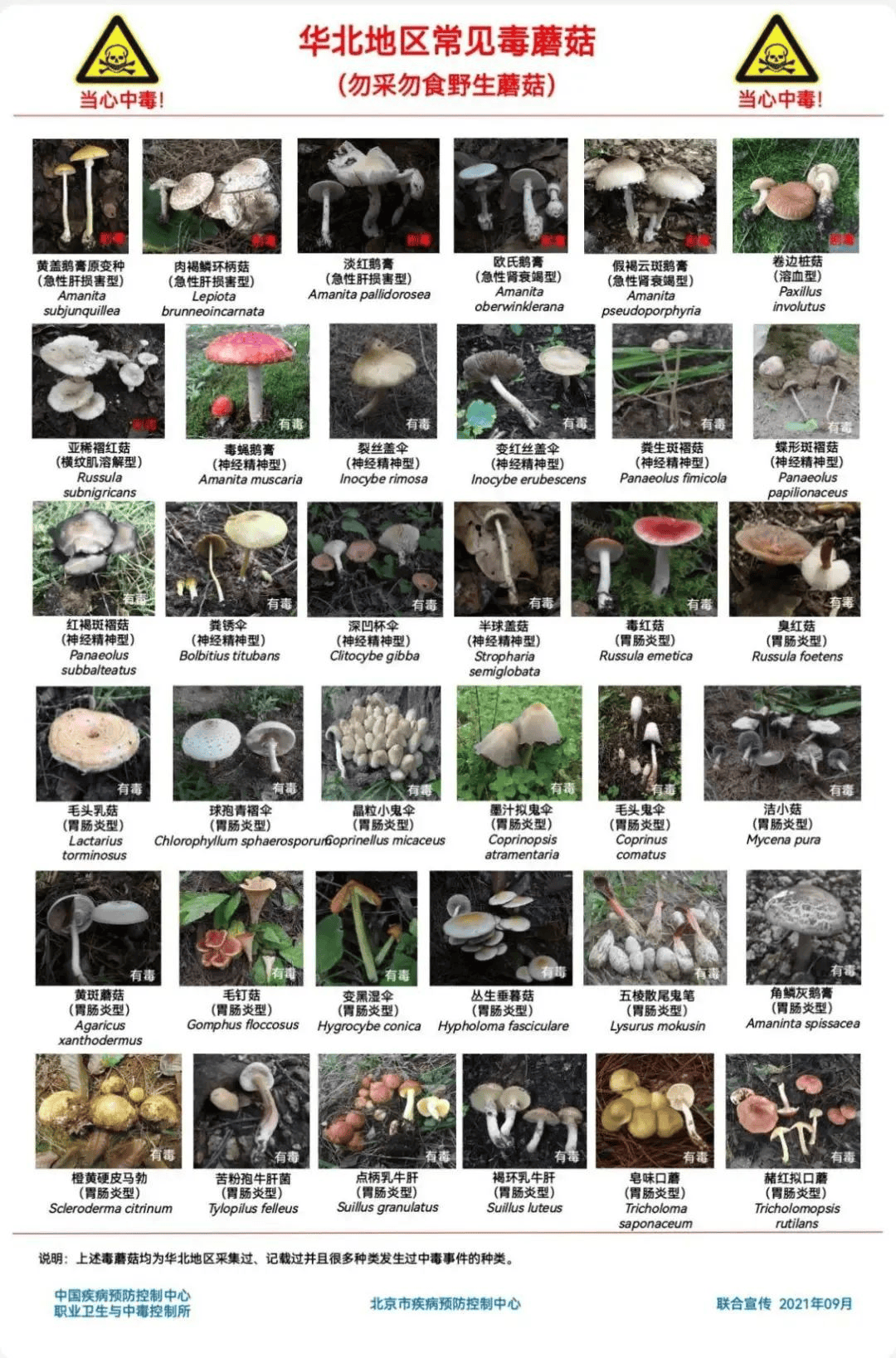 网红发文悼念婆婆：吃了邻居送的蘑菇中毒<strong></p>
<p>比特币今天价格行情</strong>，抢救四天四夜死亡！这些蘑菇避毒原则可能是陷阱→