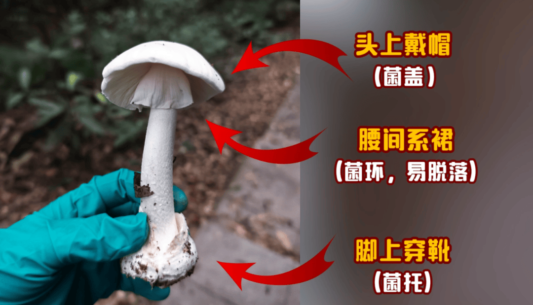 网红发文悼念婆婆：吃了邻居送的蘑菇中毒<strong></p>
<p>比特币今天价格行情</strong>，抢救四天四夜死亡！这些蘑菇避毒原则可能是陷阱→