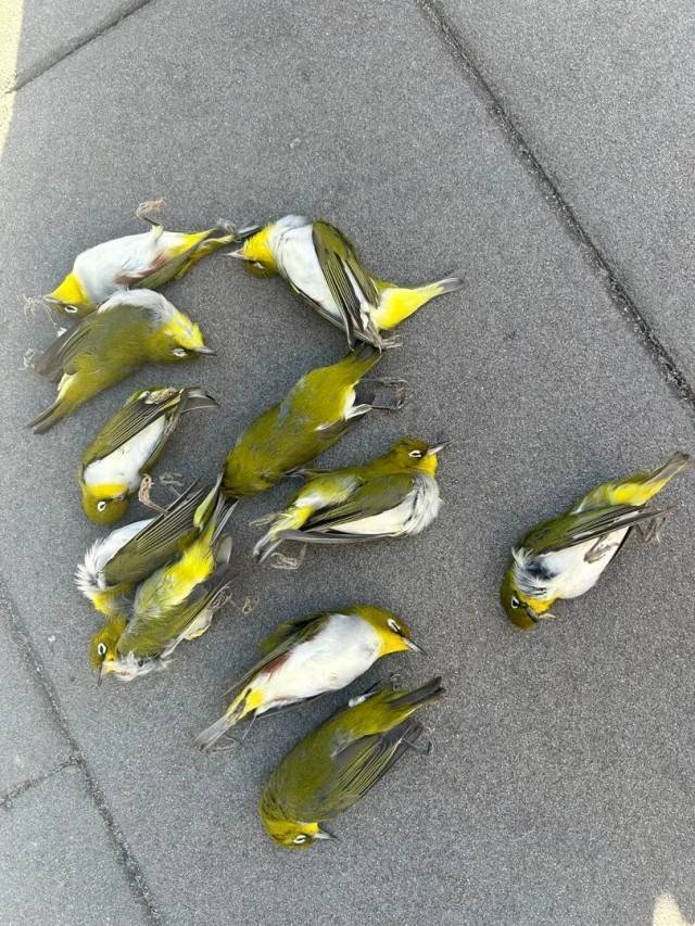 北京一座大厦楼下躺了14只鸟<strong></p>
<p>比特币历史最低价格</strong>，12只已死亡！元凶竟是玻璃