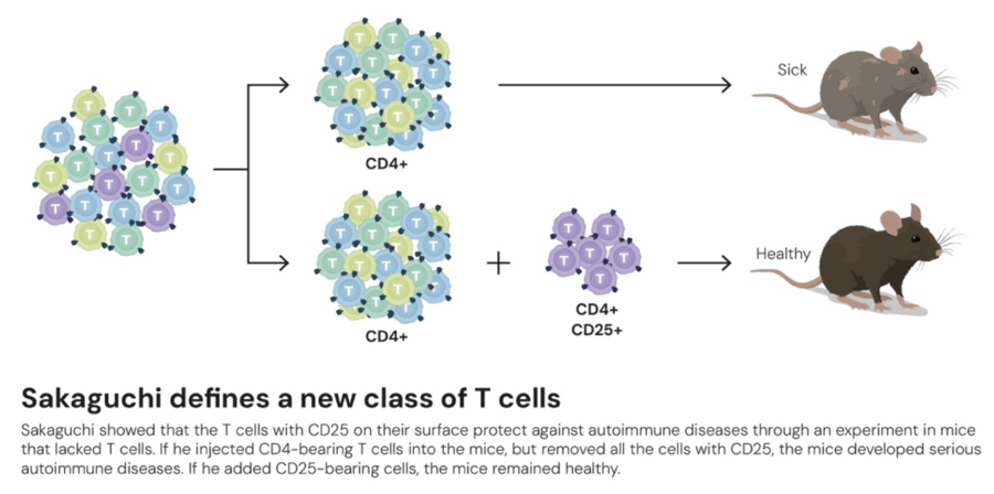 这个诺奖迟到了30年<strong></p>
<p>比特儿</strong>！三位科学家揭示免疫系统如何避免“自相残杀”