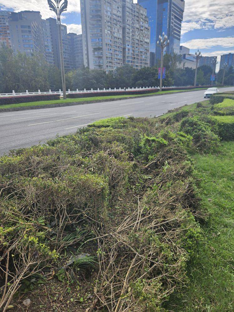 成都发生一起严重交通事故<strong></p>
<p>比特币儿</strong>，上游新闻实地探访：燃烧留下的印记仍在