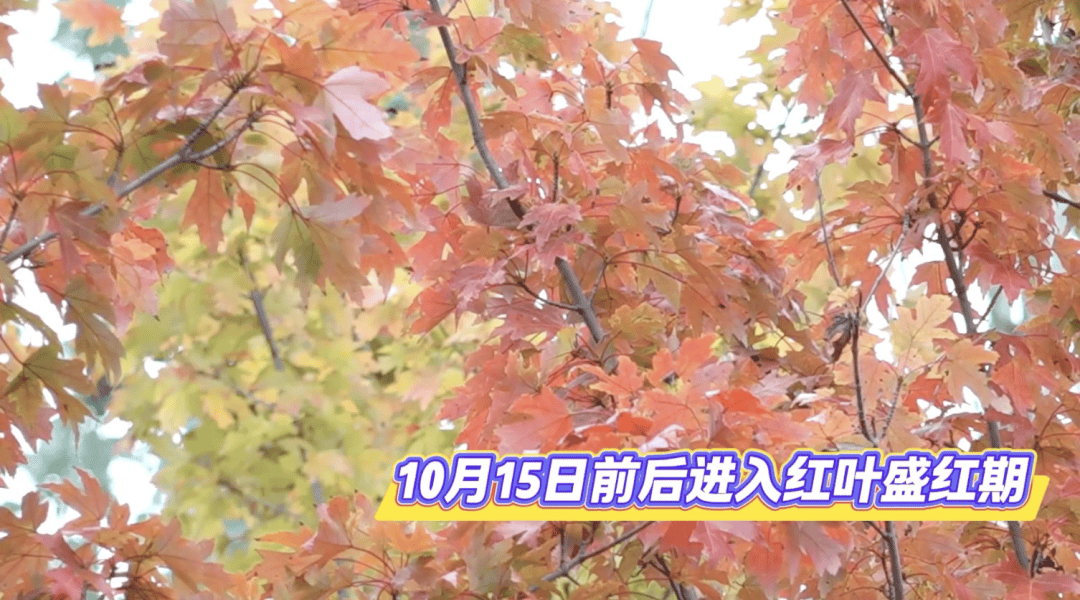 北京将迎新一轮秋雨<strong></p>
<p>比特币儿</strong>，赏红期预告来了！