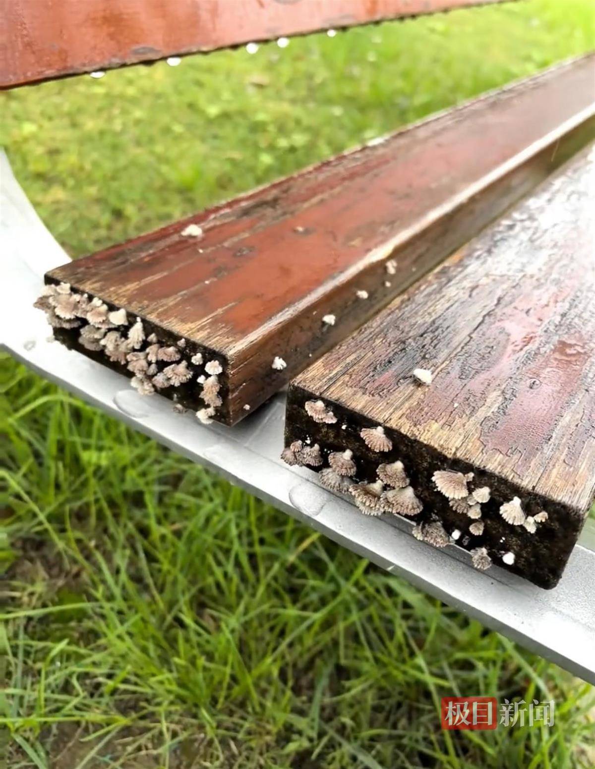 西安连续一个多月降雨遍地长蘑菇<strong></p>
<p>比特币儿</strong>，大雁塔受潮，城墙布满青苔，气象局解释成因