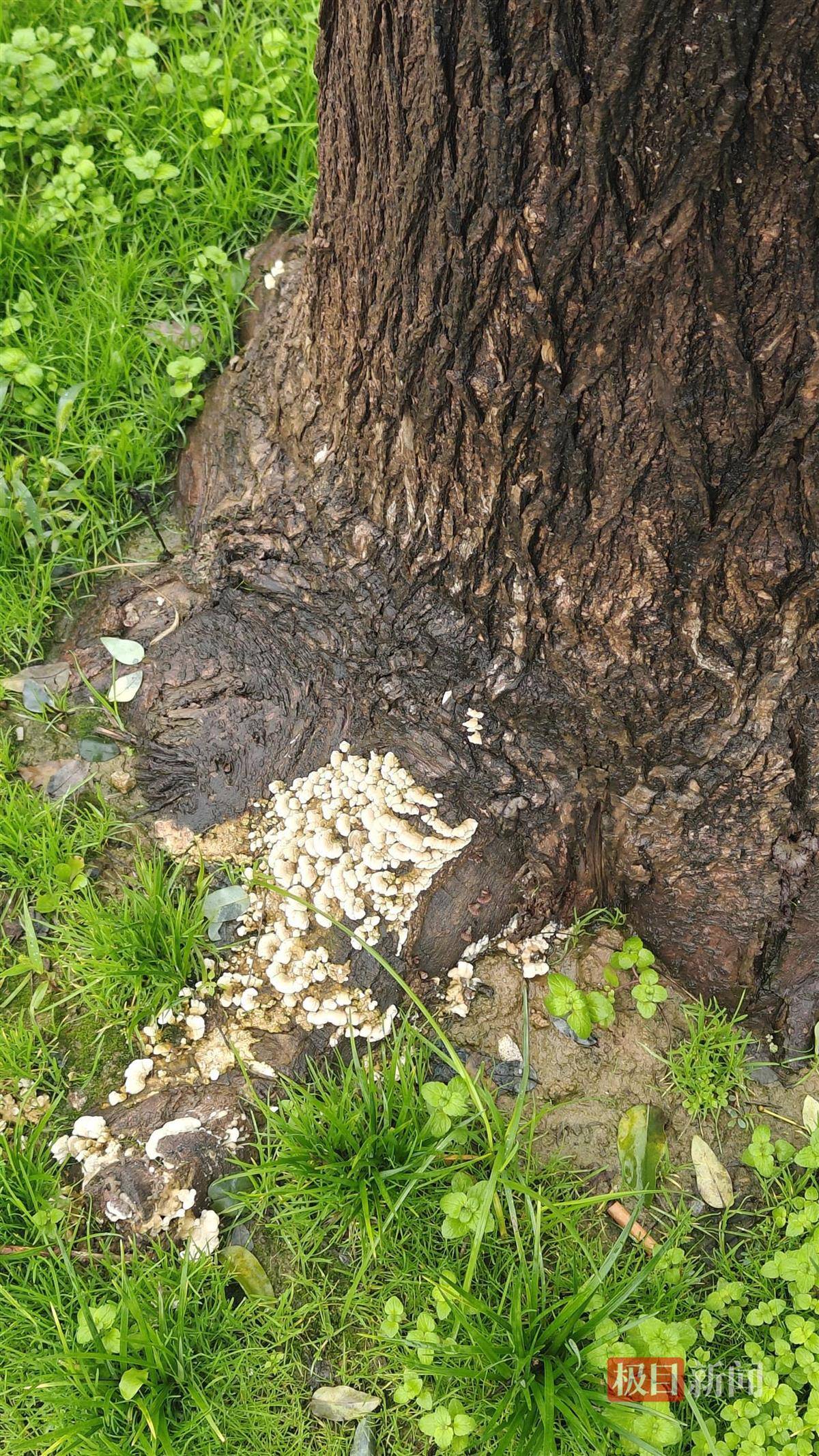 西安连续一个多月降雨遍地长蘑菇<strong></p>
<p>比特币儿</strong>，大雁塔受潮，城墙布满青苔，气象局解释成因