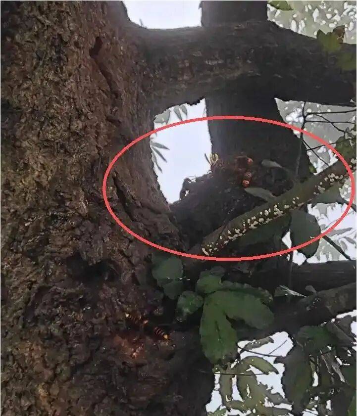4名游客景区内遭马蜂袭击<strong></p>
<p>比特币儿</strong>，旅游度假区：是森林公园不卖门票，蜇伤先就医后提供证据投诉