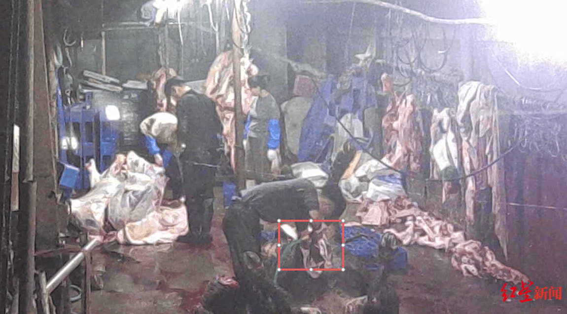 注水牛肉调查：屠宰场藏身农家院<strong></p>
<p>比特儿app</strong>，深夜切开牛胸注水数分钟，牛肉连夜送批发市场