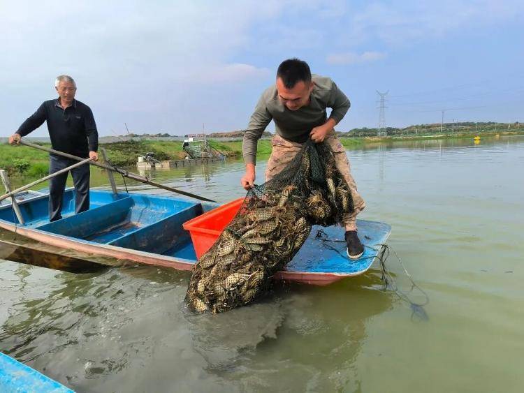 武汉江夏一地大闸蟹大量上市<strong></p>
<p>比特儿海外</strong>，日产1000斤当天售完，每只螃蟹有自己的“身份证”，吃深海小黄鱼长大