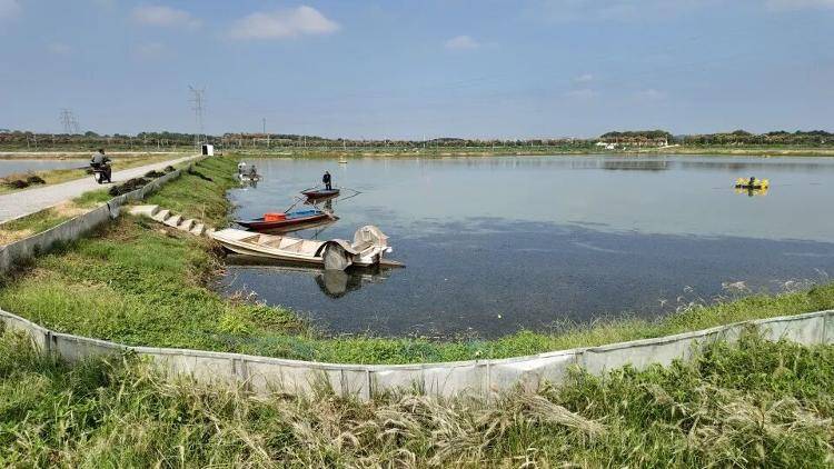 武汉江夏一地大闸蟹大量上市<strong></p>
<p>比特儿海外</strong>，日产1000斤当天售完，每只螃蟹有自己的“身份证”，吃深海小黄鱼长大