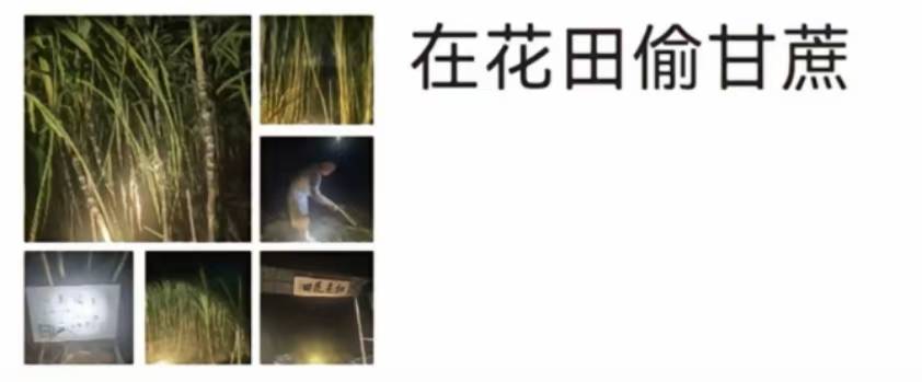 浙江一“可偷甘蔗地”成打卡点<strong></p>
<p>下载比特儿</strong>,上百网友深夜体验,80后“地主”:已收偷款6千元