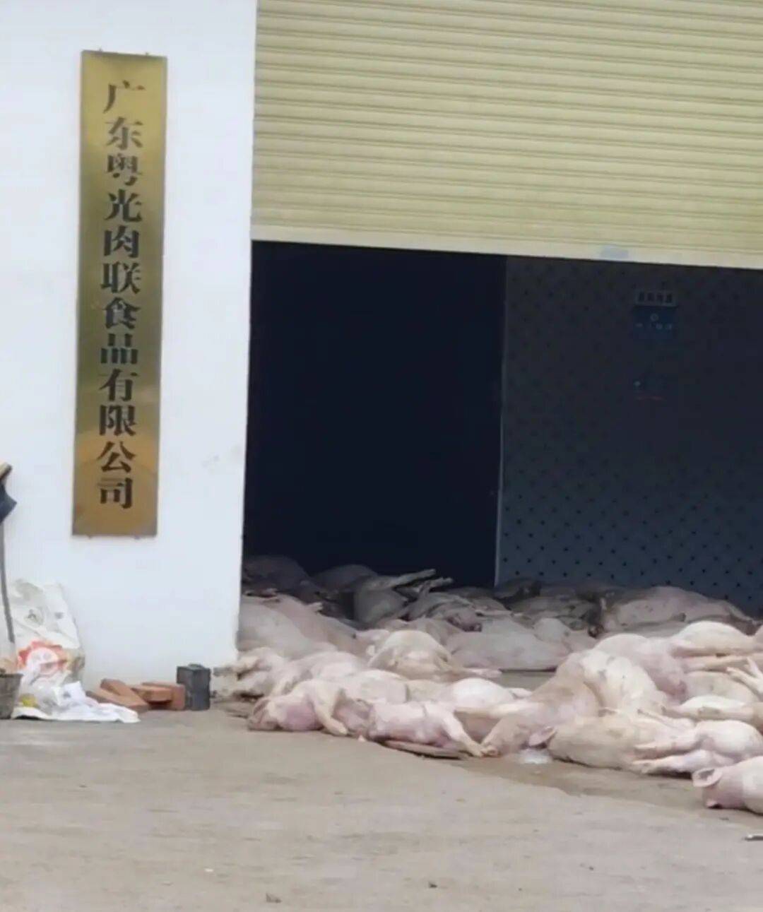 广东一肉联公司门口堆满死猪<strong></p>
<p>比特儿海外交易平台</strong>，官方：7人被控制
