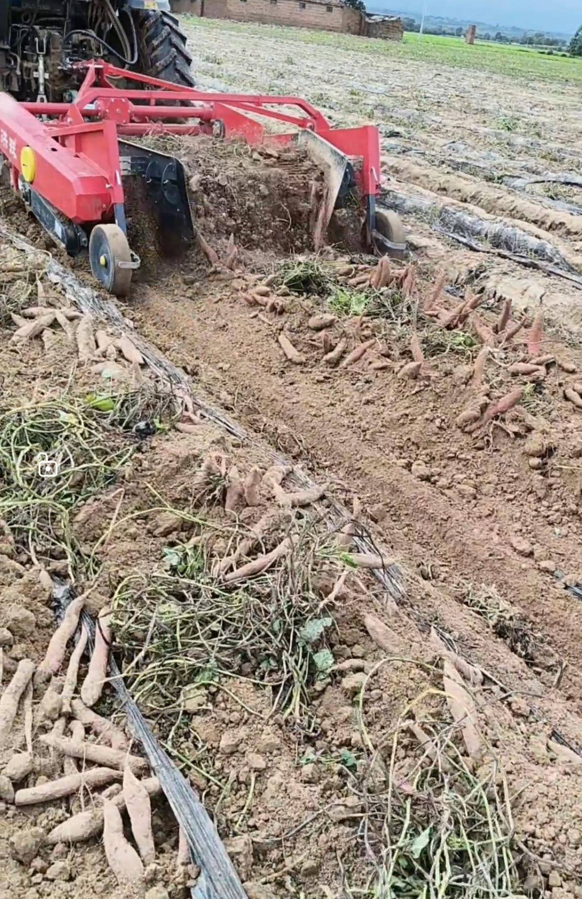 数百人冲进地里捡红薯<strong></p>
<p>比特儿交易平台官网</strong>,田主称是秋收剩下的,网友:免费翻地,利人利己