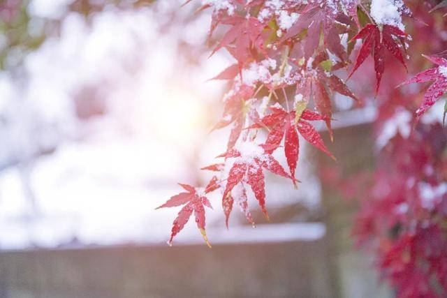 百年难遇“早立冬”来了<strong></p>
<p>比特儿暂停</strong>！有啥讲究？早看早准备！