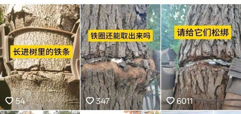 金属卡箍嵌进树里<strong></p>
<p>比特儿暂停</strong>，苏州一网民发视频喊话相关部门给树木“松绑” ！当地回应：已全部拆除