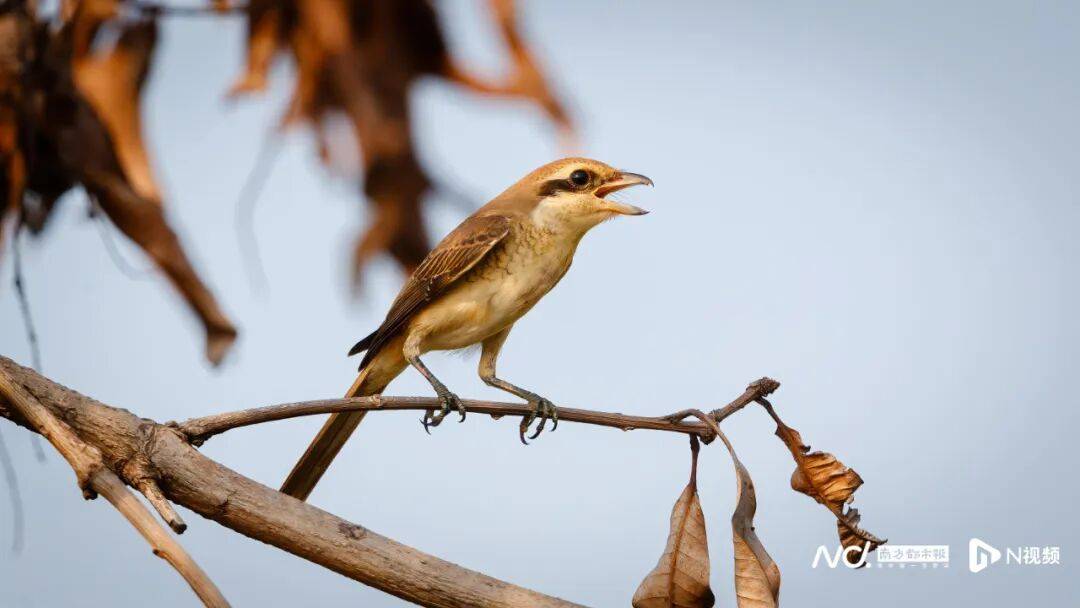 东莞最新发布：将严厉打击这些行为<strong></p>
<p>比特儿暂停</strong>！