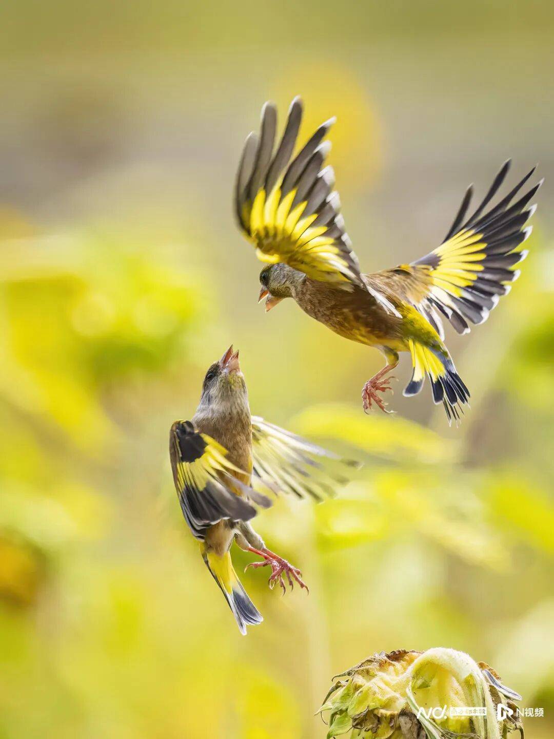 东莞最新发布：将严厉打击这些行为<strong></p>
<p>比特儿暂停</strong>！