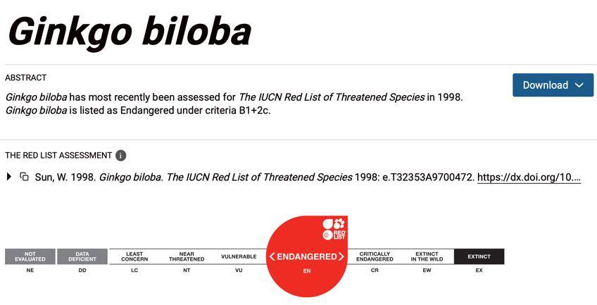 满大街都是银杏树<strong></p>
<p>比特儿新版</strong>，为什么还是濒危物种？