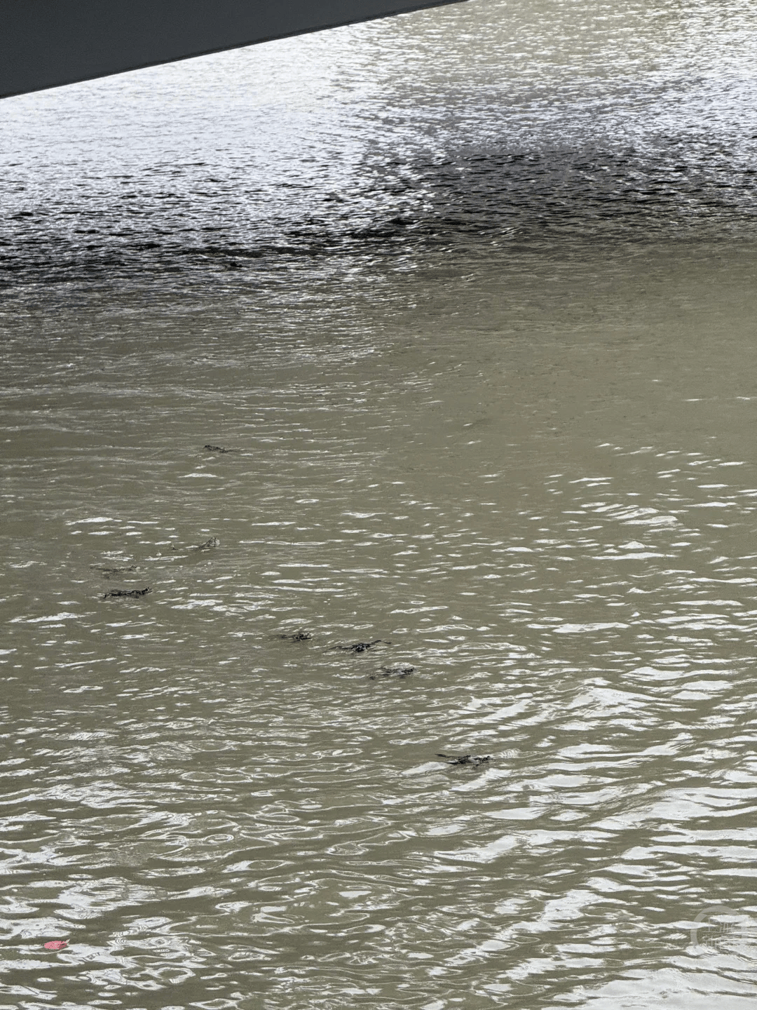 上海苏州河有人放生牛蛙？当地回应：严禁放生外来物种<strong></p>
<p>比特儿新版</strong>，市民可提供相关线索