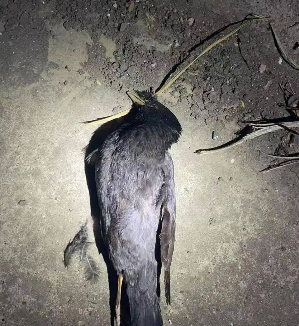 打开冰箱后民警懵了<strong></p>
<p>现货</strong>！男子"攒"了44只国家保护动物,供自己食用...