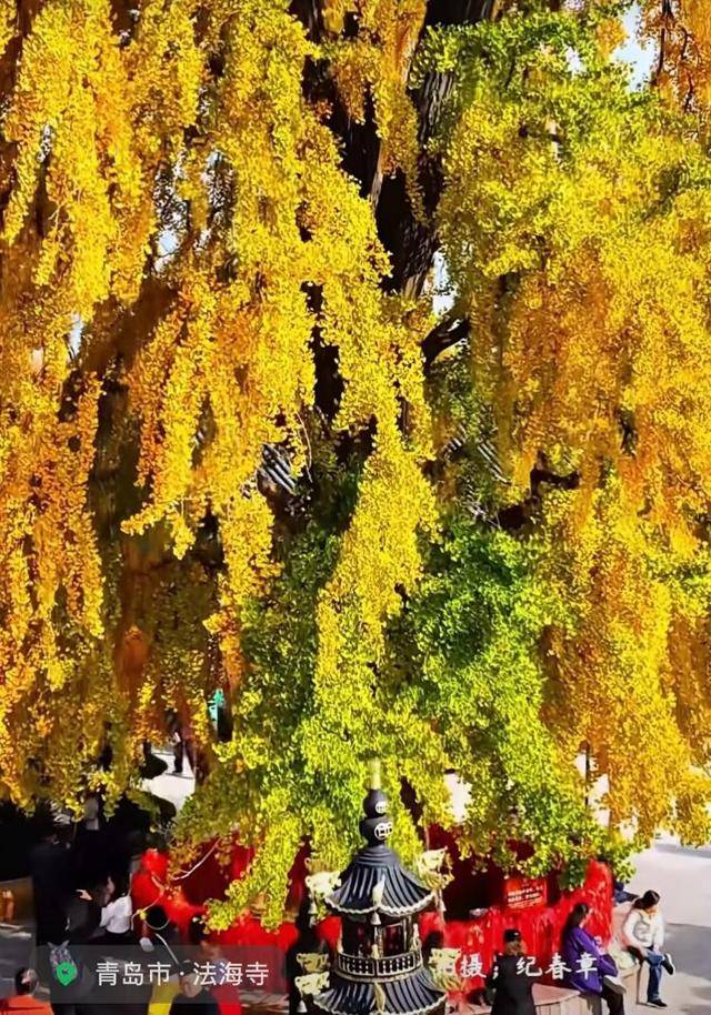 错过等一年！青岛1600岁“银杏王”满树金黄<strong></p>
<p>桔子虚拟币</strong>，打卡的人“鼓”了