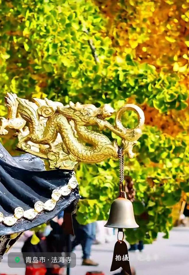 错过等一年！青岛1600岁“银杏王”满树金黄<strong></p>
<p>桔子虚拟币</strong>，打卡的人“鼓”了