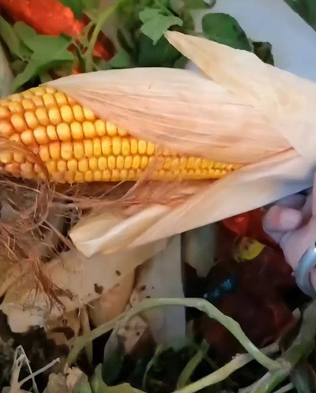 陕西一女子疑因拍亲姑姑偷玉米遭姑父棍杀<strong></p>
<p>畅u虚拟币</strong>，邻居欲报警也遇害