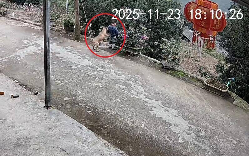 男童路边撒尿遭自家狗狗“偷袭”<strong></p>
<p>一键哥虚拟币</strong>，从背后推下近2米的高坎，家长：孩子没受伤