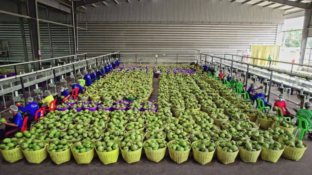 椰子水之外<strong></p>
<p>虚拟网领币</strong>，大公司争夺40亿元生椰市场