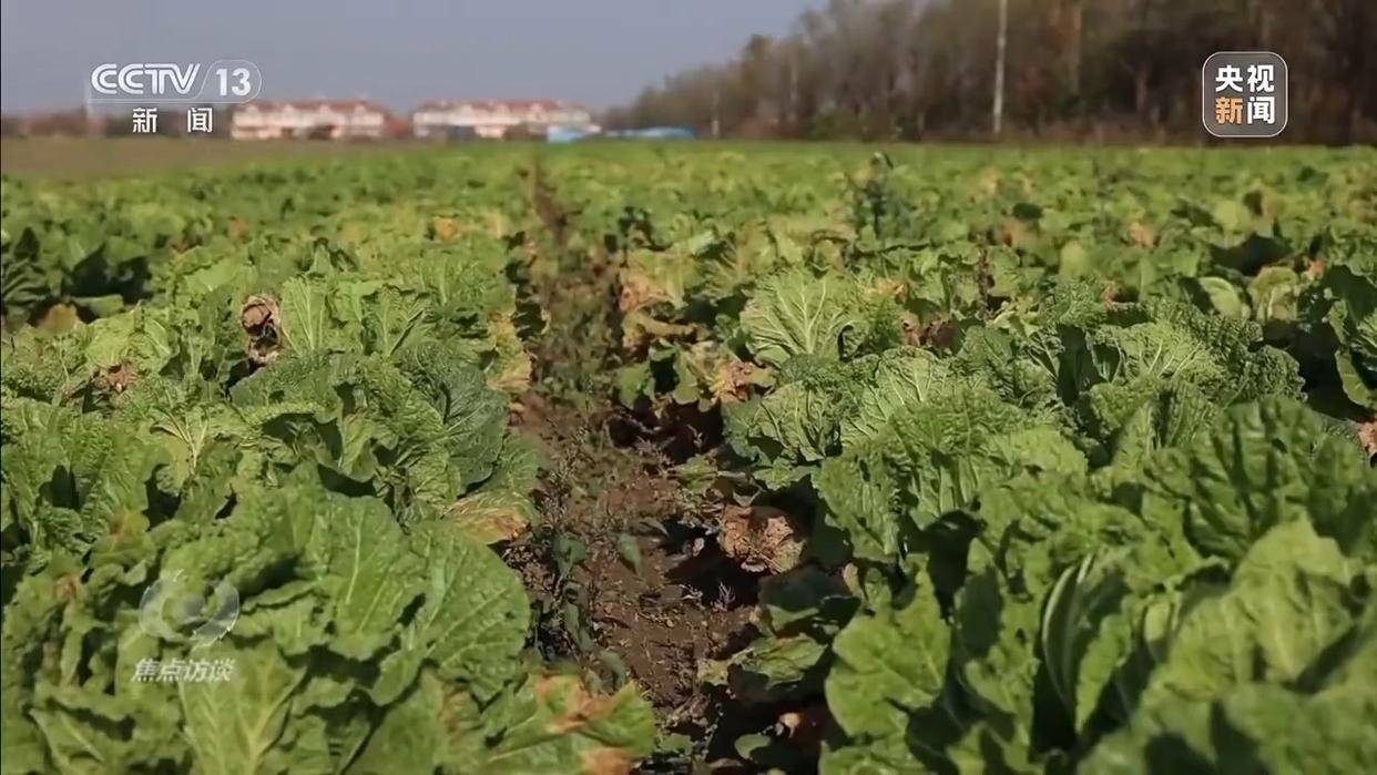 单棵售价超百元<strong></p>
<p>虚拟网领币</strong>，起底“套牌白菜”背后的销售套路