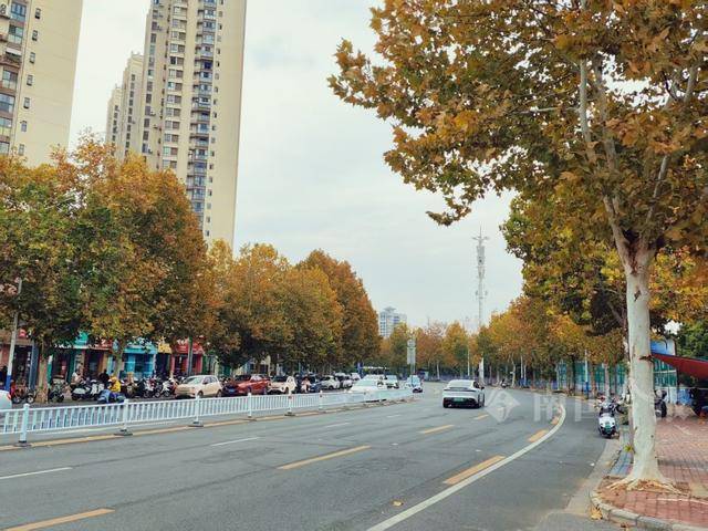 满目金黄<strong></p>
<p>qkf虚拟币</strong>！柳州法国梧桐迎来最佳观赏期