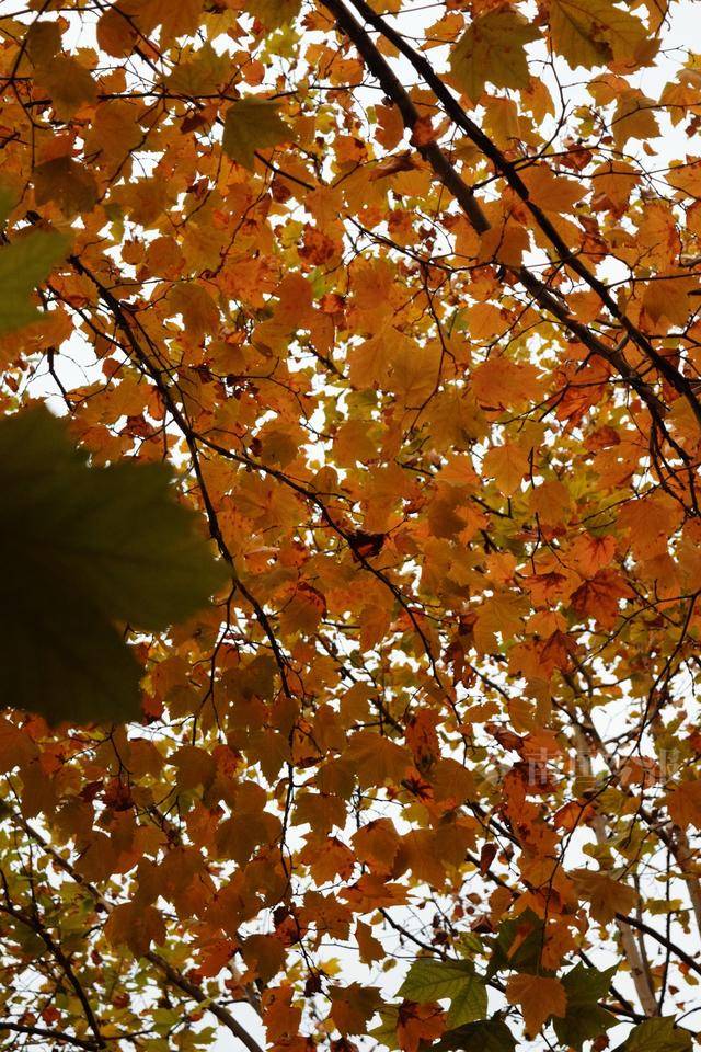 满目金黄<strong></p>
<p>qkf虚拟币</strong>！柳州法国梧桐迎来最佳观赏期