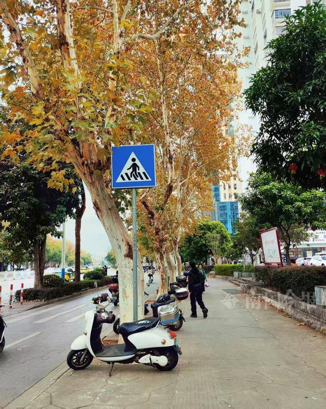 满目金黄<strong></p>
<p>qkf虚拟币</strong>！柳州法国梧桐迎来最佳观赏期