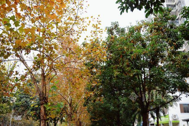 满目金黄<strong></p>
<p>qkf虚拟币</strong>！柳州法国梧桐迎来最佳观赏期