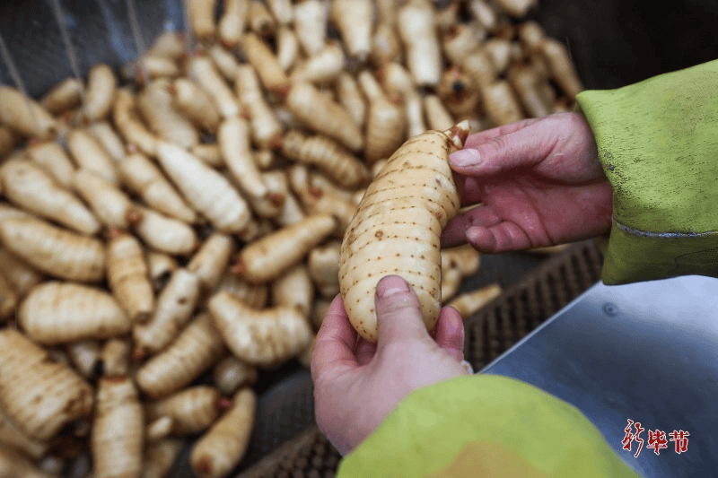 科技创新与产业发展“比翼双飞”