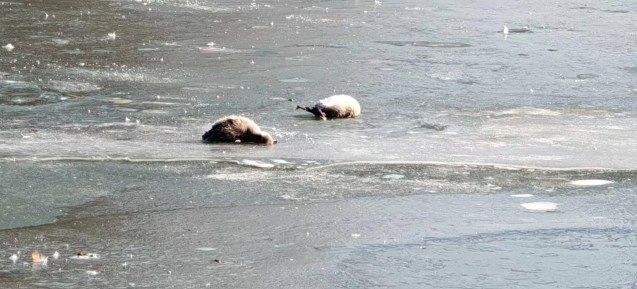 多只小天鹅被冻在公园冰面死亡？园方：已接到意见<strong></p>
<p>虚拟币UNO</strong>，将进一步反馈