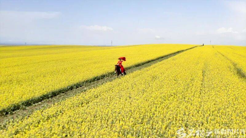 贺娇龙已安葬于昭苏公墓<strong></p>
<p>tlp虚拟币</strong>，其父亲亦葬于此地