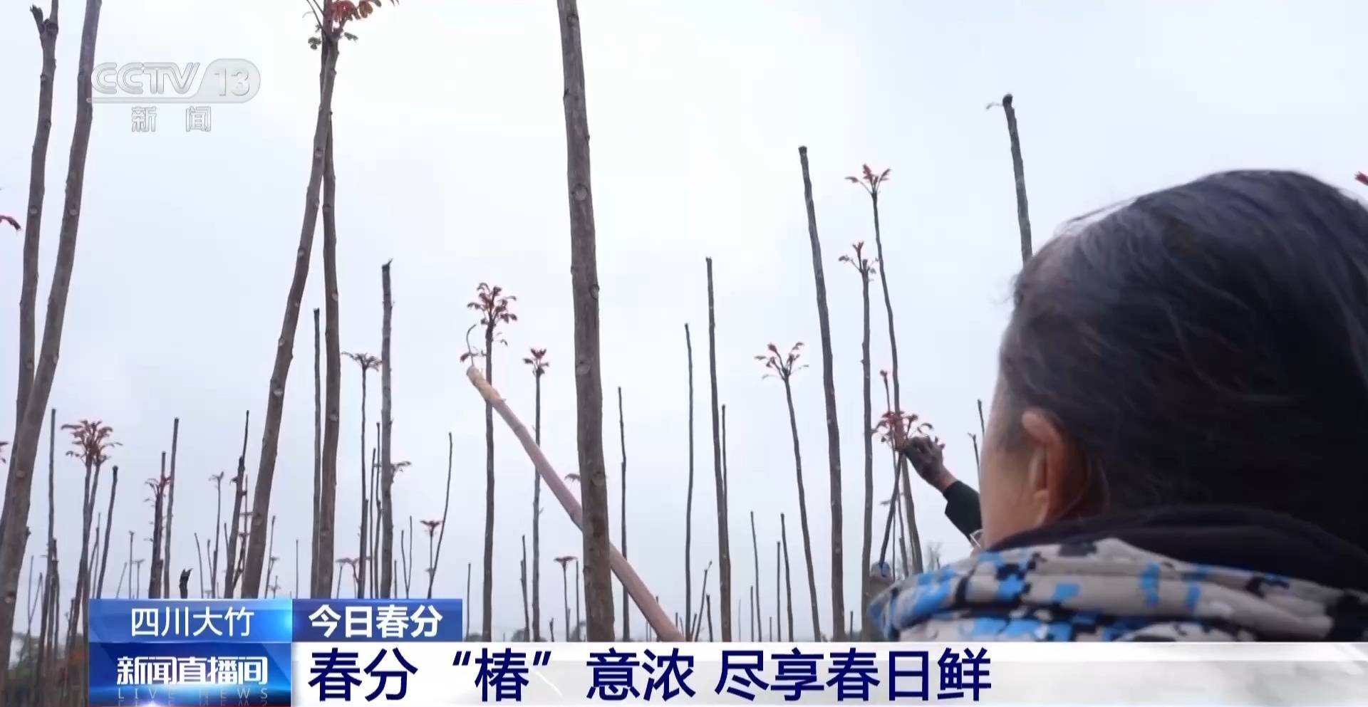 蒸、煎、拌、酿……一口鲜菜如何“锁”住春天<strong></p>
<p>虚拟币挤兑</strong>？